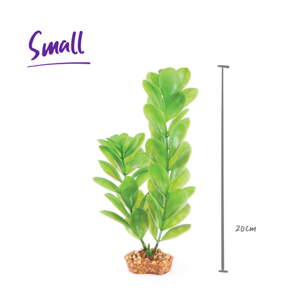 Decorative Plant - Large Leaf Green